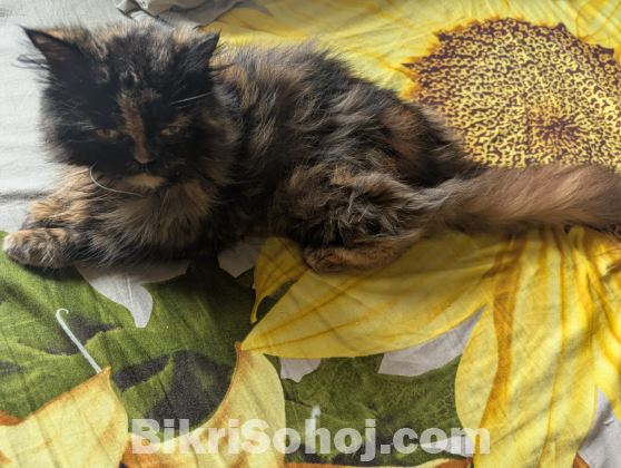 Persian triple coated